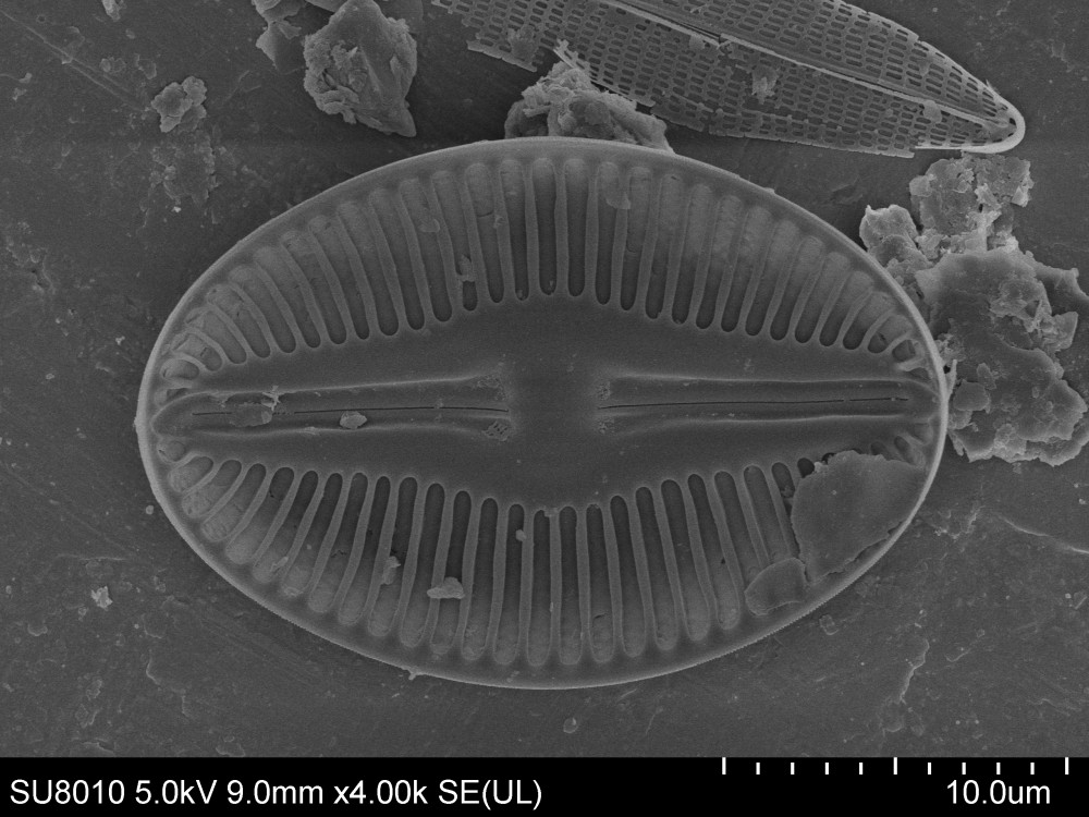 Diploneis (Ehrenberg) Cleve