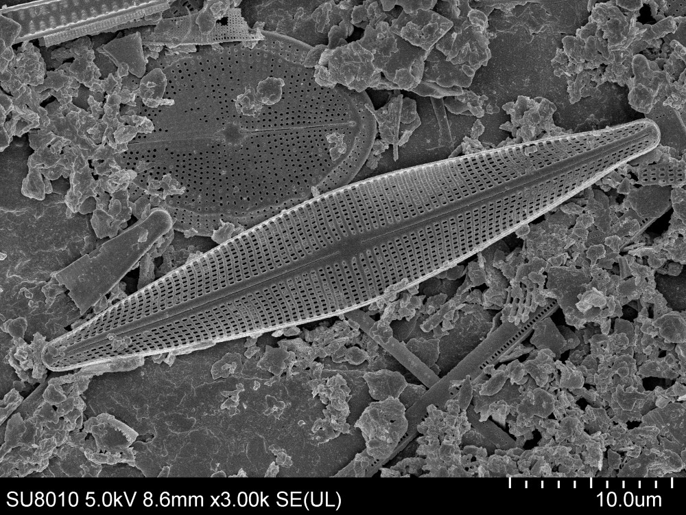 Craticula Grunow